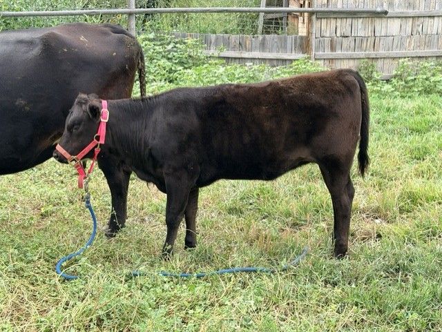 American Wagyu (Wagyu X Angus cross) heifer calf