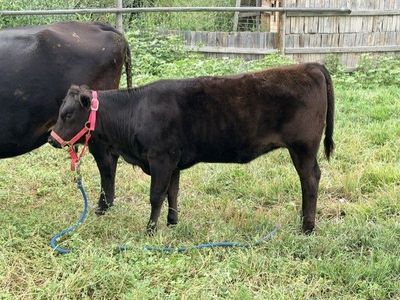 American Wagyu (Wagyu X Angus cross) heifer calf
