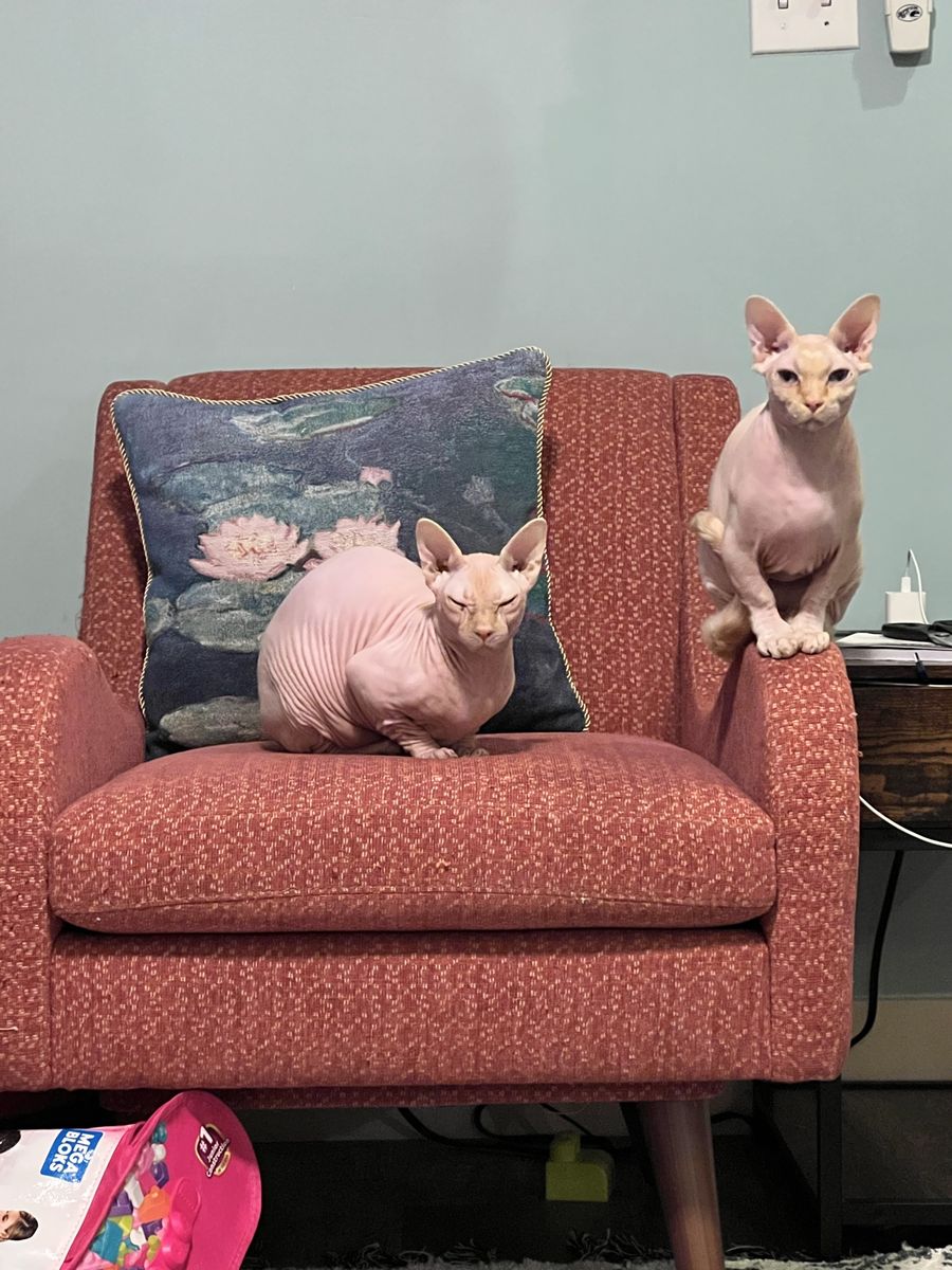 Two Bambino brother cats