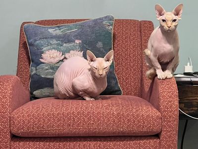 Two Bambino brother cats