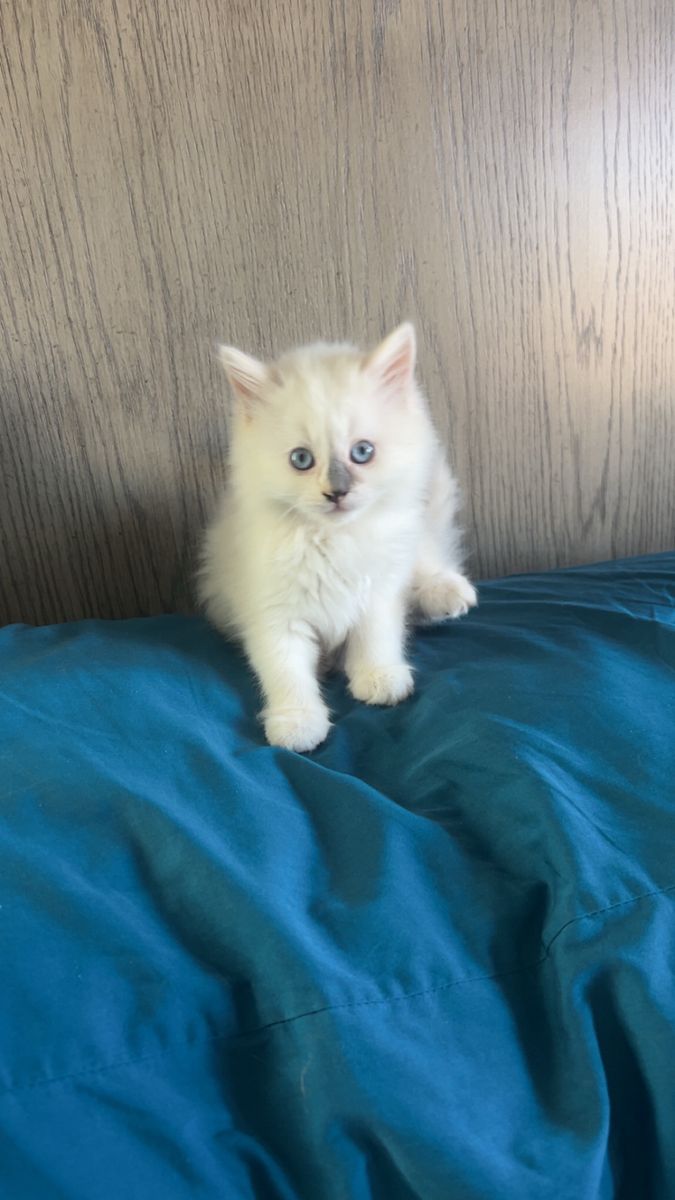 Purebred Ragdoll Kittens