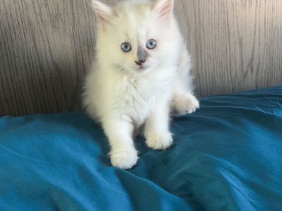 Purebred Ragdoll Kittens