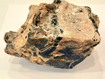 Polished Black Multi-colored Petrified Wood 3.8LB