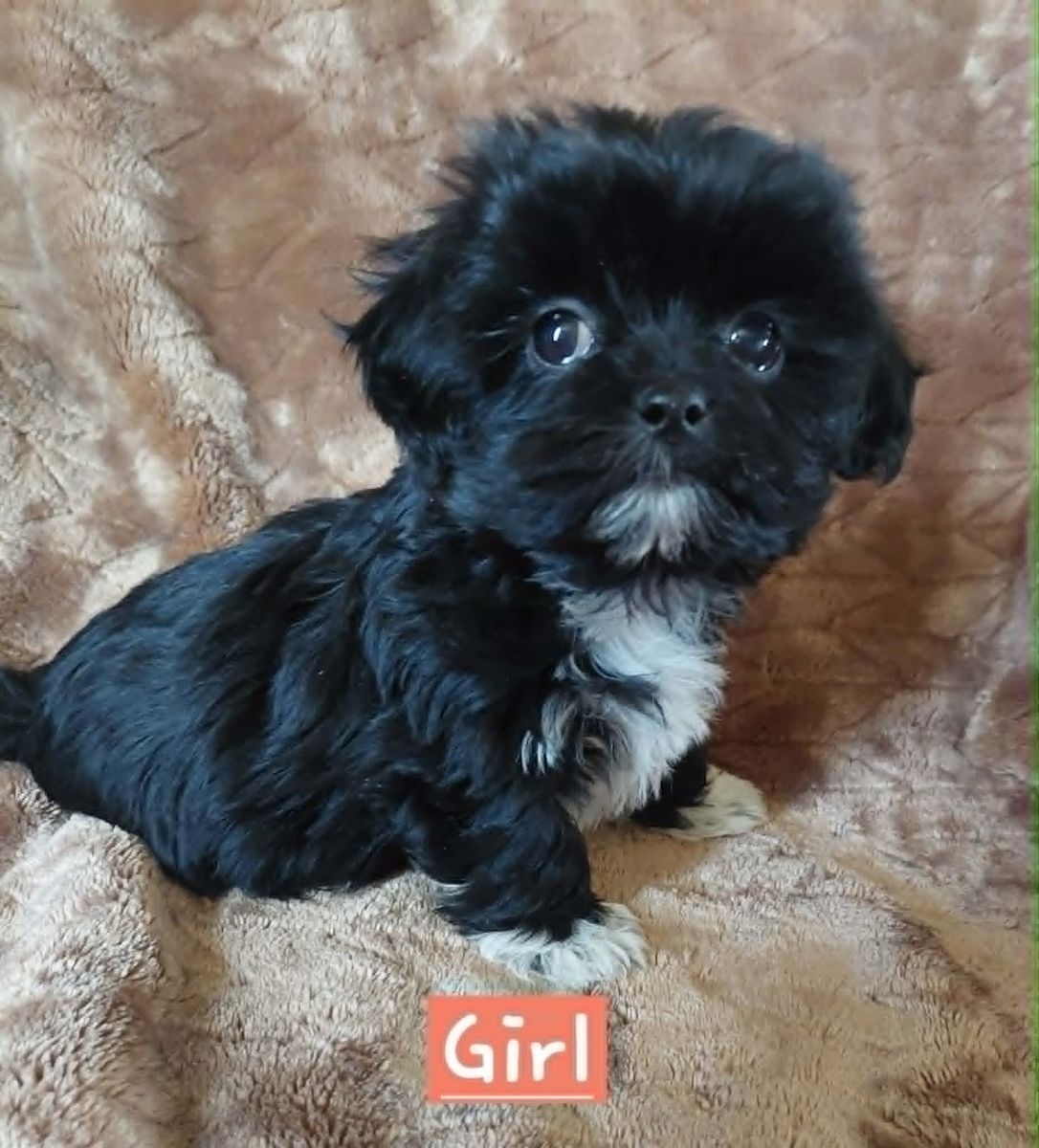 Malshihpoo