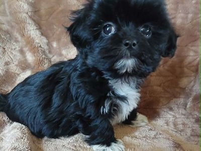 Malshihpoo