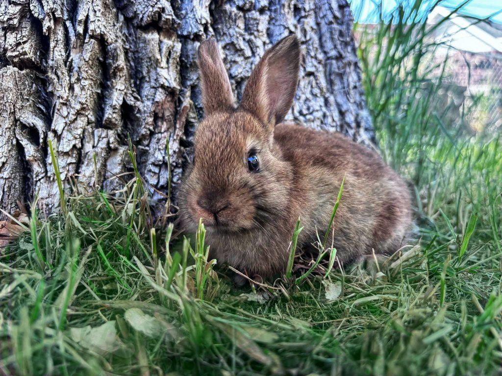 Baby Bunnies /Rabbits Purebred Mini Rex