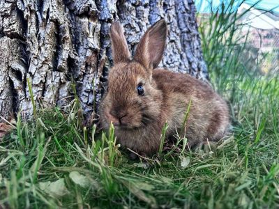 Baby Bunnies /Rabbits Purebred Mini Rex