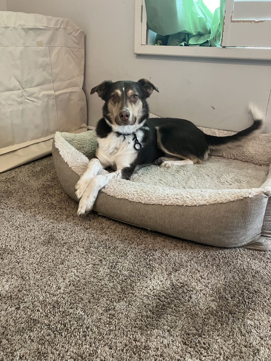 Australian Shepherd/Husky 3-year-old - very smart and athletic