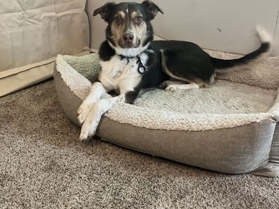 Australian Shepherd/Husky 3-year-old - very smart and athletic