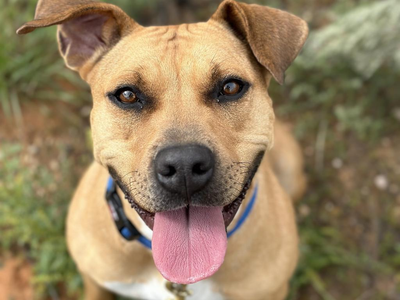 Hello my name is Ponytail