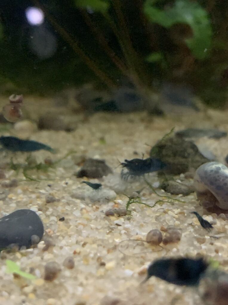 Blue Dream Shrimp