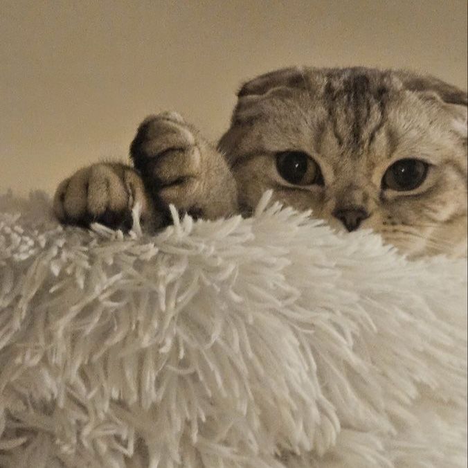 3 yr old female Scottish fold
