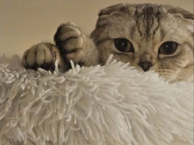 3 yr old female Scottish fold