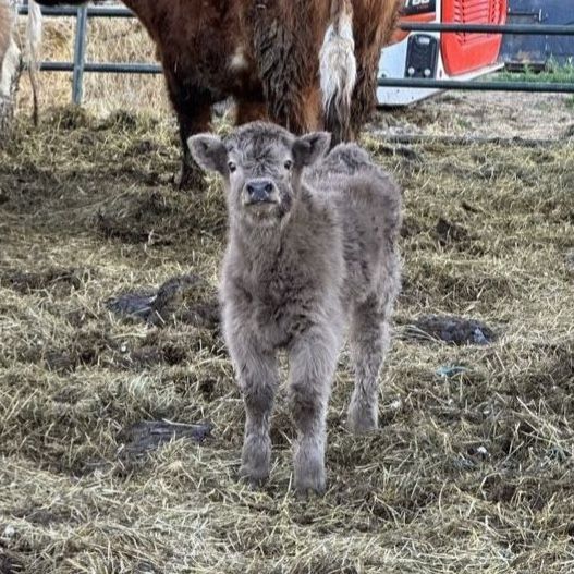 Bred Highland Cow with Silver Bull calf