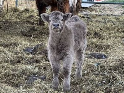 Bred Highland Cow with Silver Bull calf