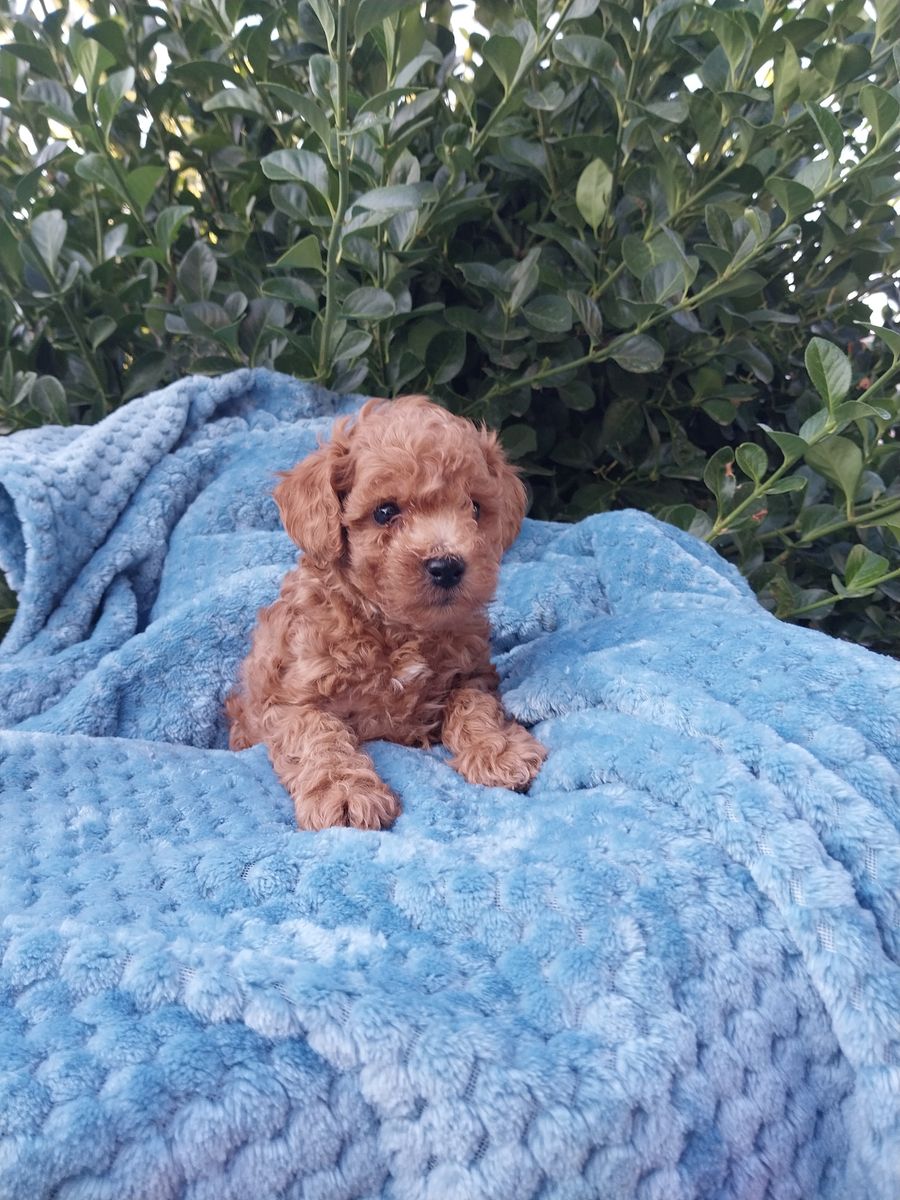 AKC Toy Poodles