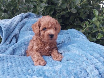 AKC Toy Poodles