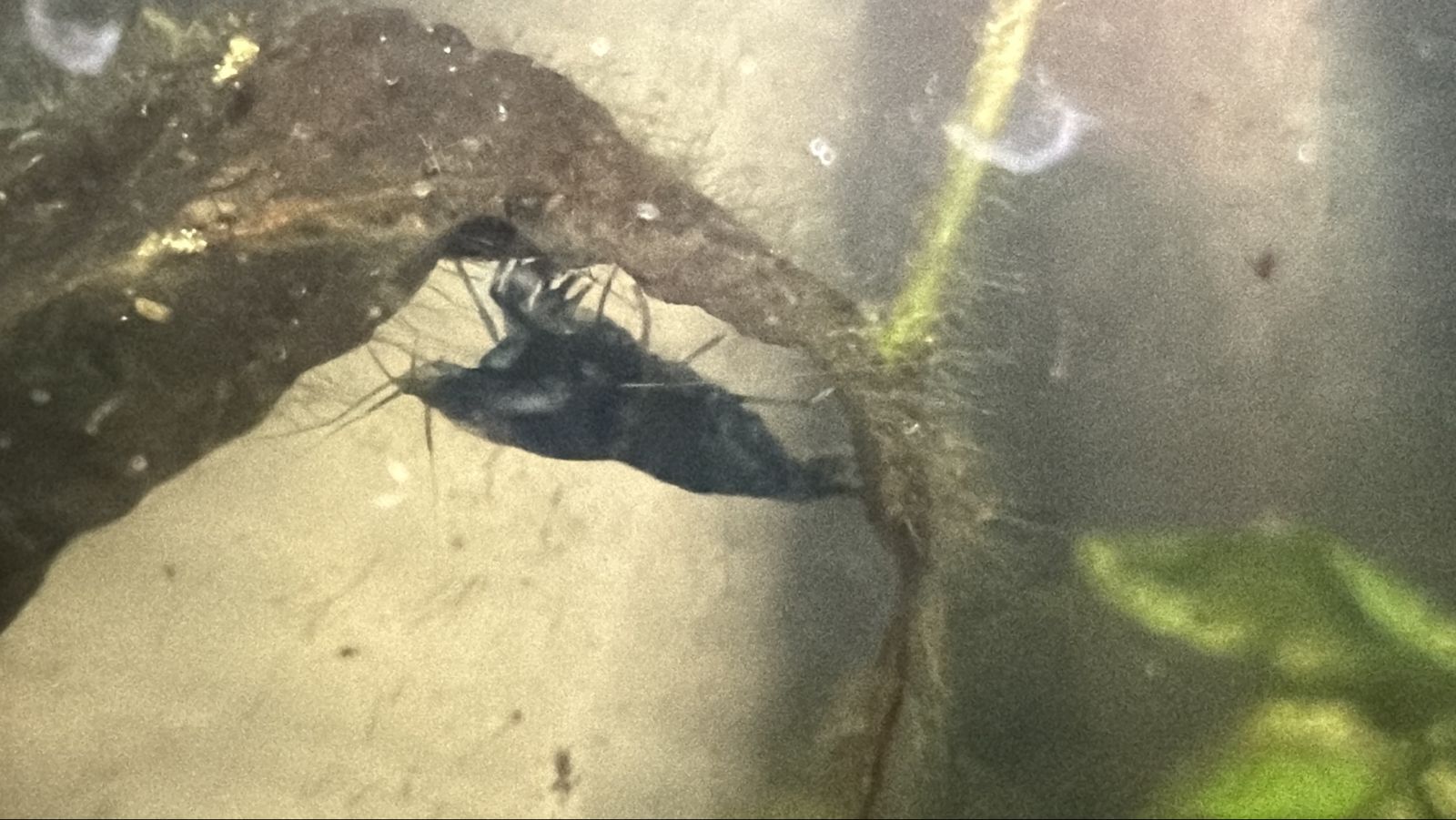 ISO: Female Neocaridina Blue Dream Shrimp