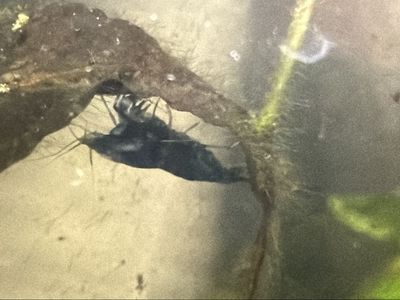 ISO: Female Neocaridina Blue Dream Shrimp