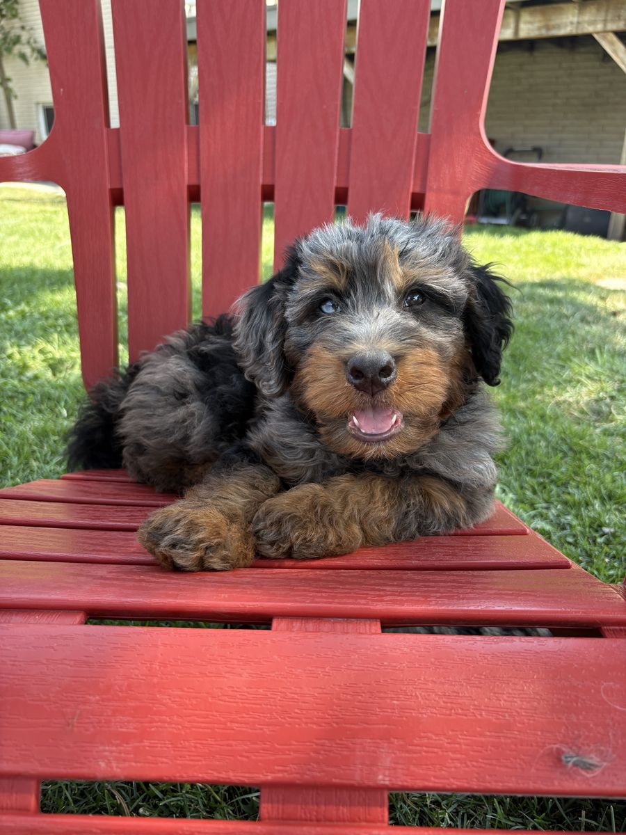 Merle Bernedoodle Male Puppy Ready puppies