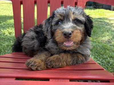 Merle Bernedoodle Male Puppy Ready puppies