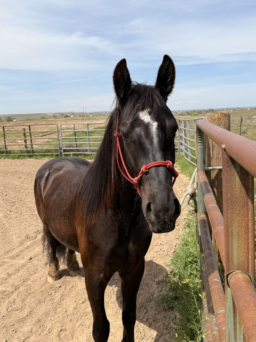 Gypsy Vanner/ Quarter Horse Gelding