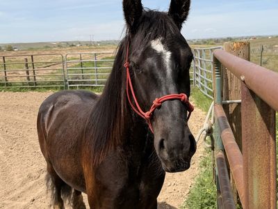 Gypsy Vanner/ Quarter Horse Gelding