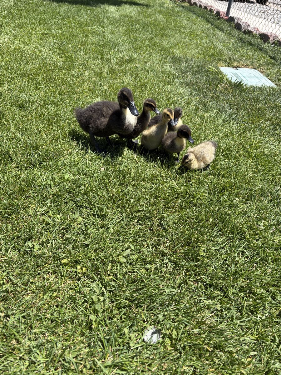 Ducks