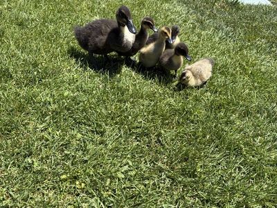 Ducks