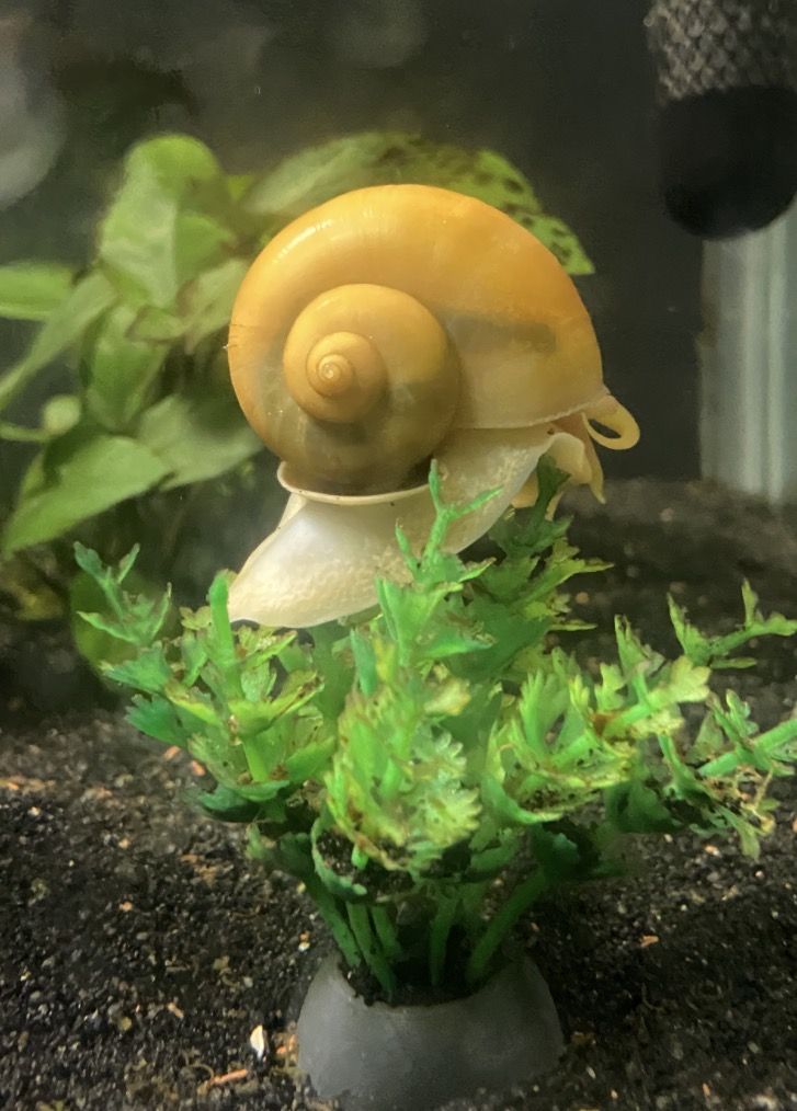 50¢ Mystery Snails Aquatic Tank Mates Aquarium Live Fish Friends