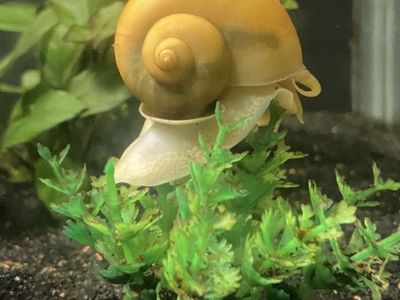 50¢ Mystery Snails Aquatic Tank Mates Aquarium Live Fish Friends