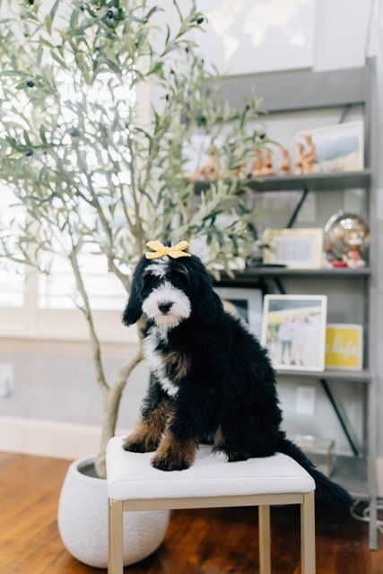 Female mini Bernedoodle 