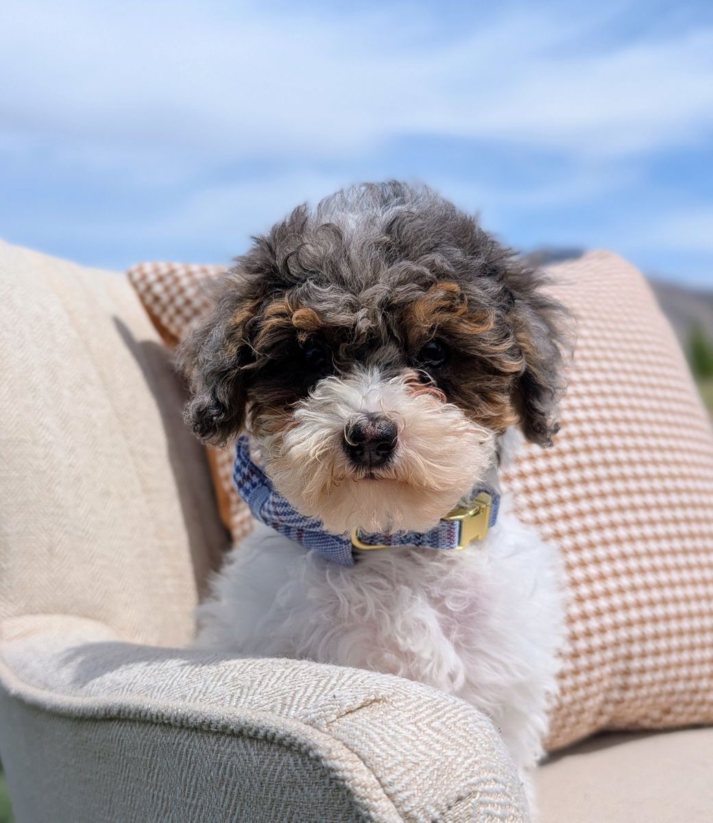 Playful Merle Tri Mini Labradoodle Girl Ready Now
