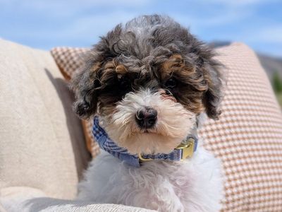 Playful Merle Tri Mini Labradoodle Girl Ready Now