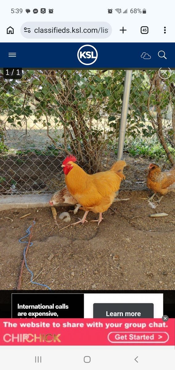 FREE Buff Orpington rooster 