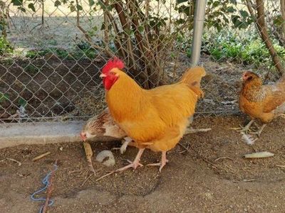 FREE Buff Orpington rooster