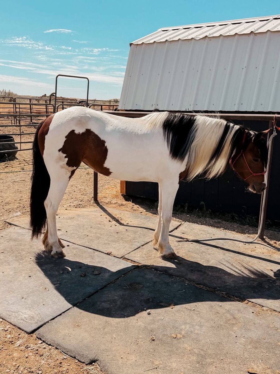 Gypsy Quarter horse mare
