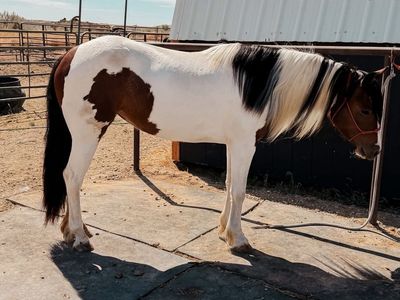 Gypsy Quarter horse mare