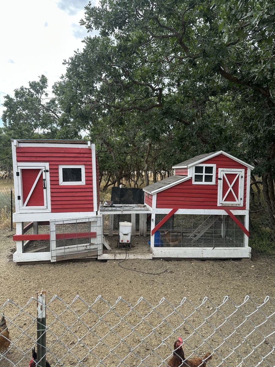 Big chicken coop