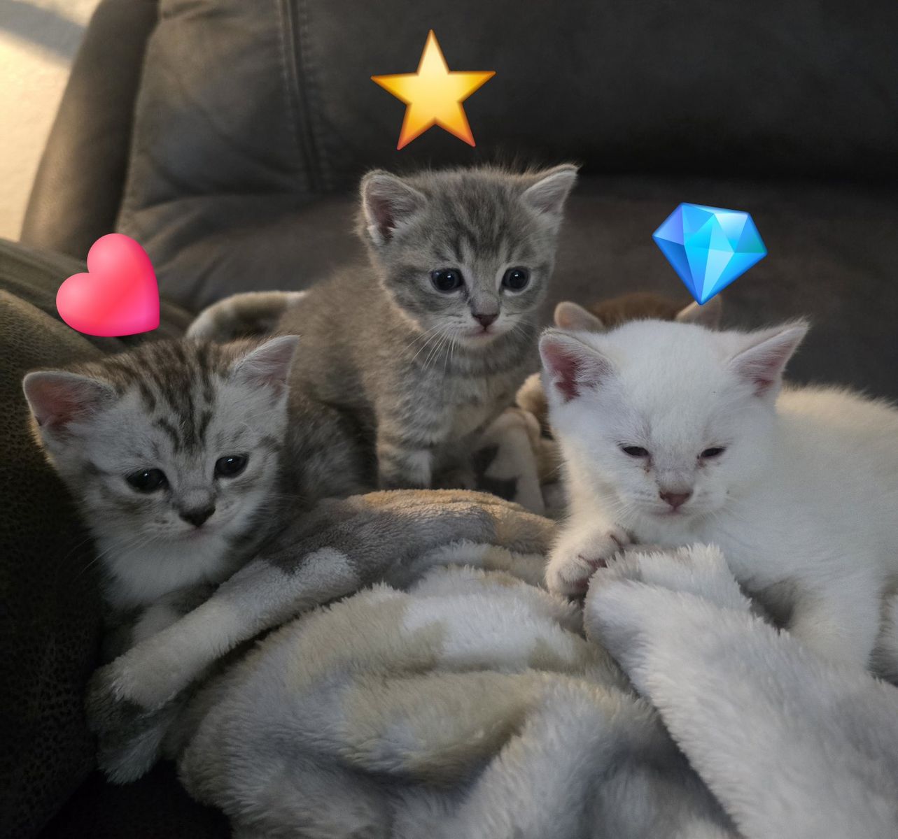 Adorable Silver Tabby Scottish Fold Kitten