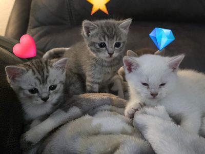Adorable Silver Tabby Scottish Fold Kitten