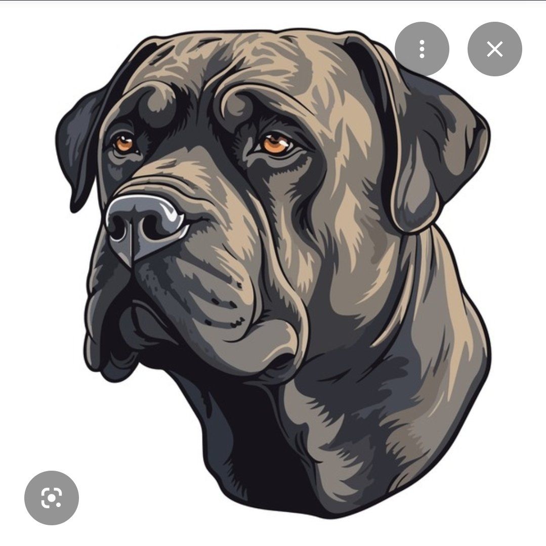 Cane Corso/Mastiff