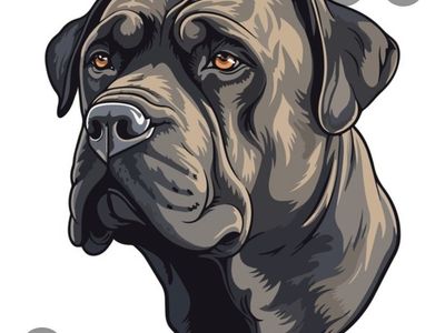 Cane Corso/Mastiff