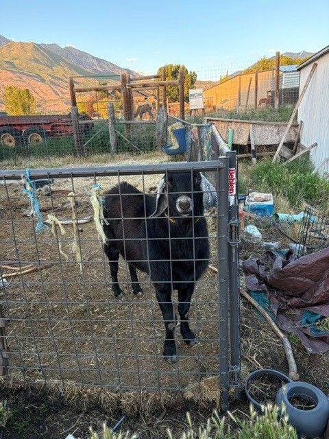 Nubian buck available to breed