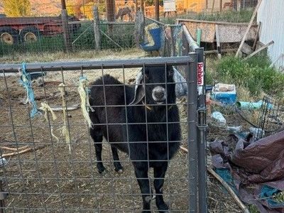 Nubian buck available to breed