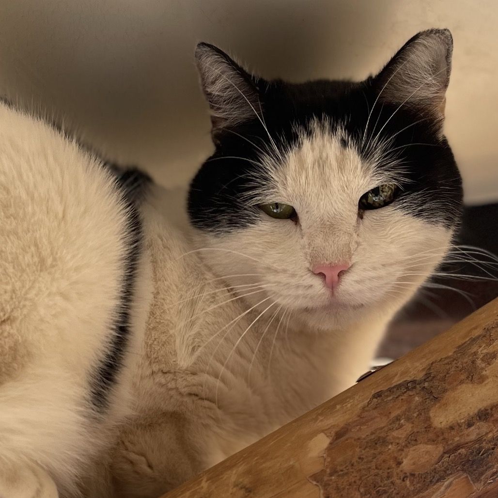 Hello my name is Bold