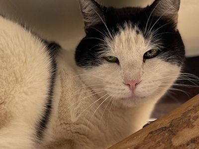 Hello my name is Bold