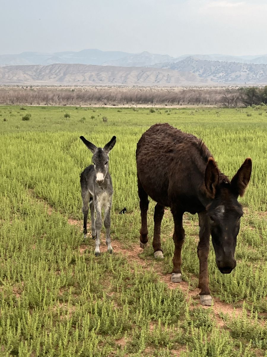 Blue Donkey Boy