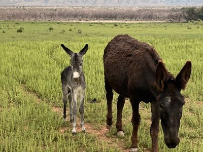 Blue Donkey Boy