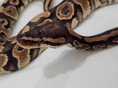 2 Year Old Female Ball Python + Enclosure